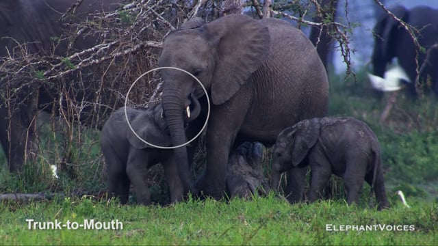 Trunk-to-Mouth. Context: Social Play (3)