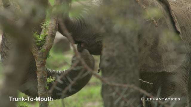 Trunk-to-Mouth. Context: Calf Reassurance & Protection (7)