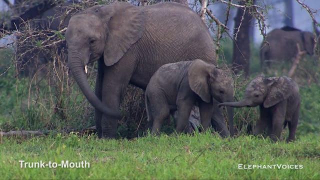 Trunk-to-Mouth. Context: Calf Reassurance & Protection (9)