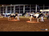 Vaca joven campeona