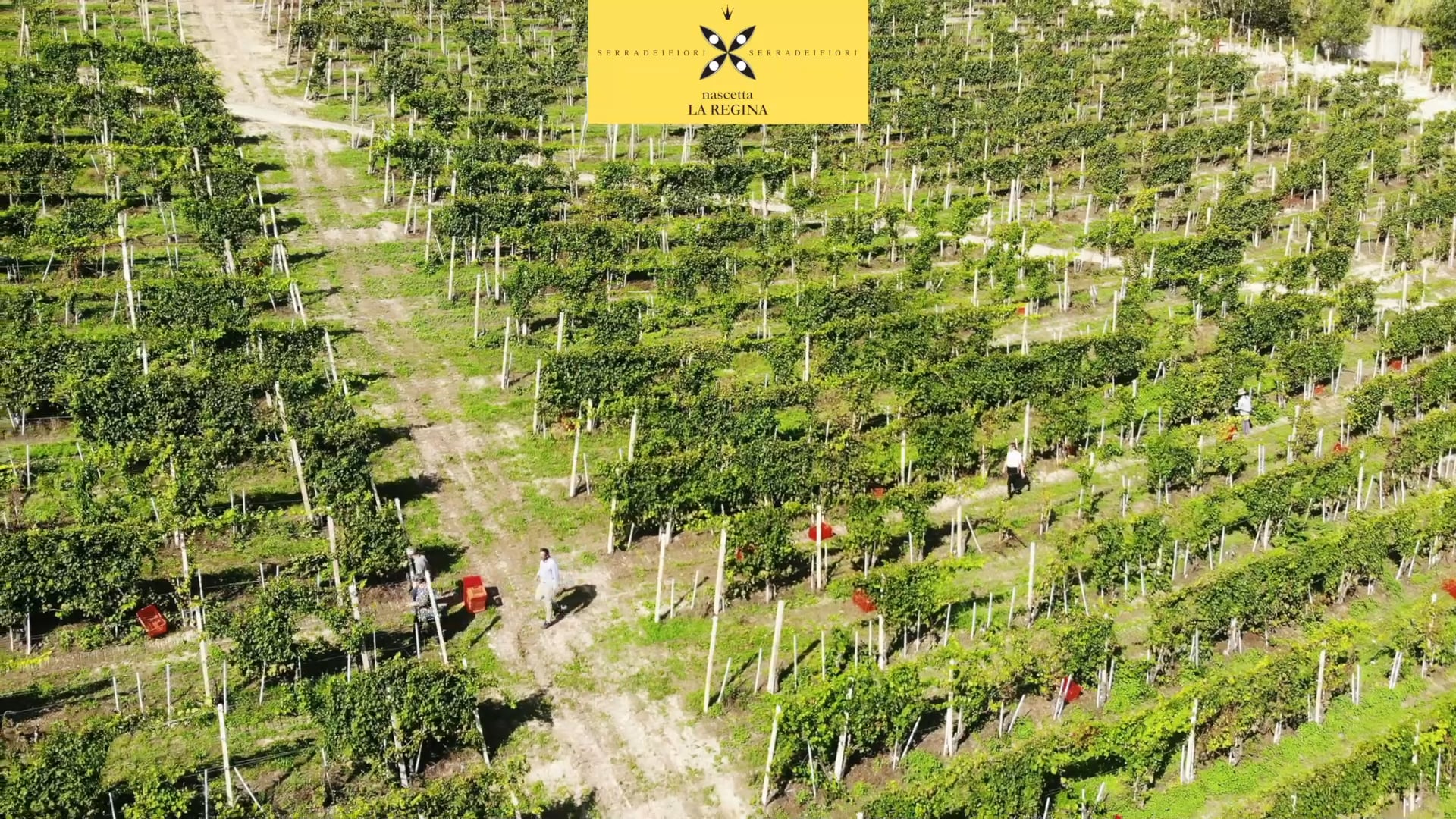 Attimi di vendemmia