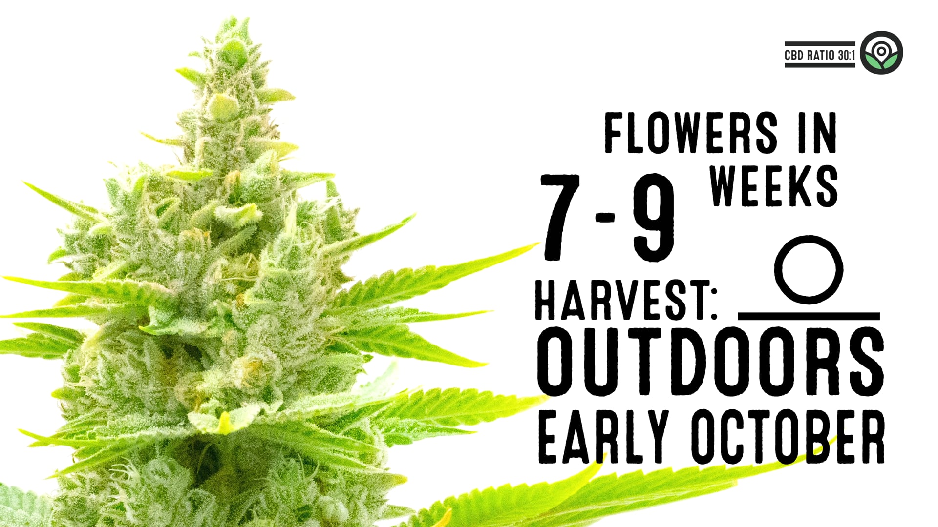 CBD Ratio 1:30 Feminized Cannabis Seeds