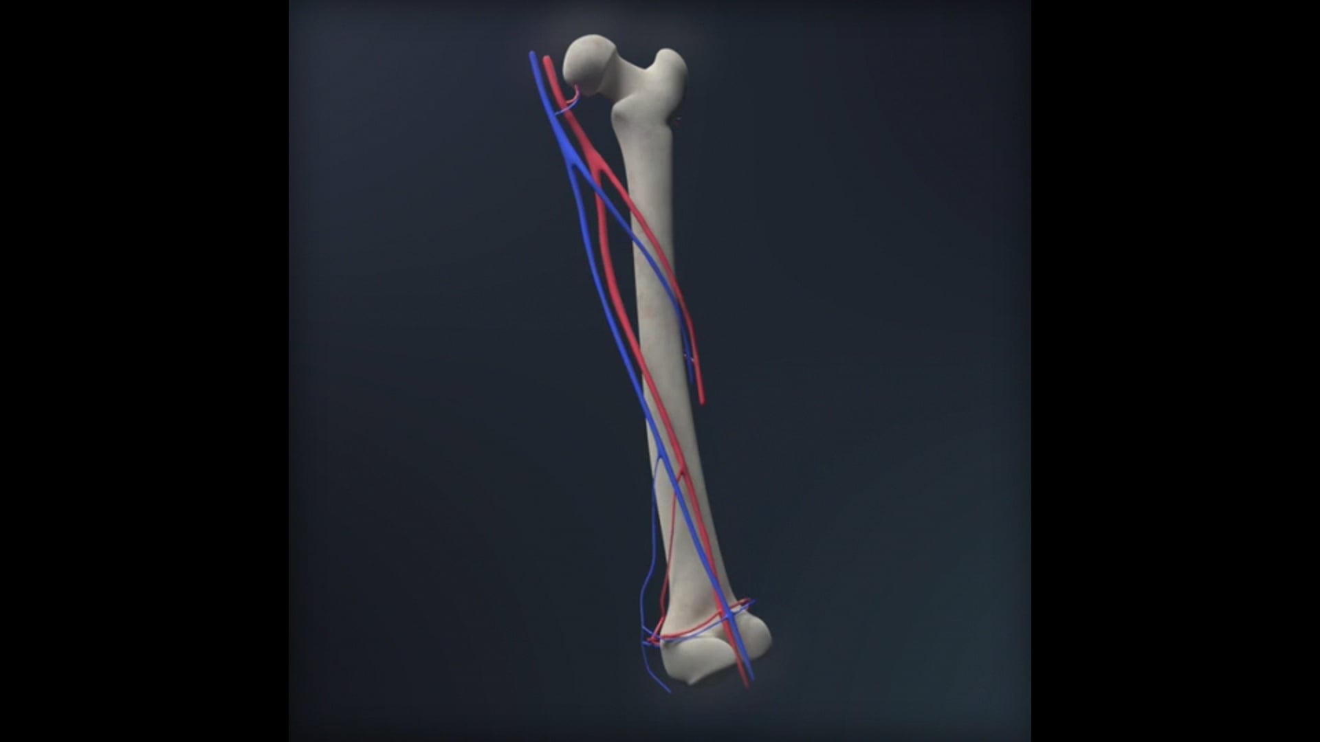 Femur & Vessels