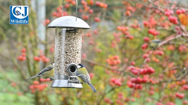 Adventurer 2 Port Seed Feeder