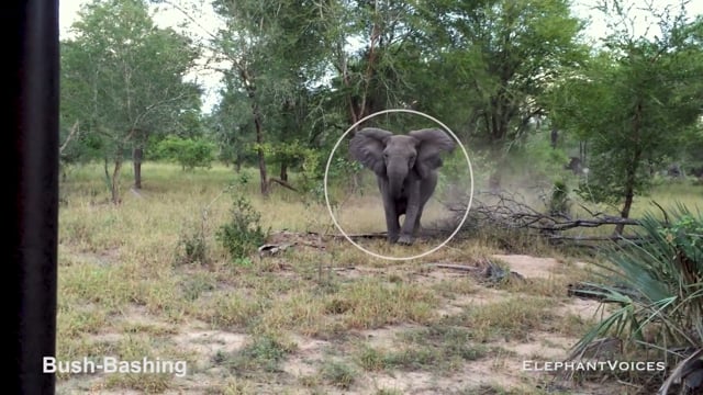 Bush-Bashing. Context: Attacking & Mobbing (3)