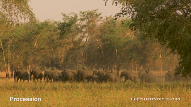 Procession. Context: Movement Space & Leadership (12)