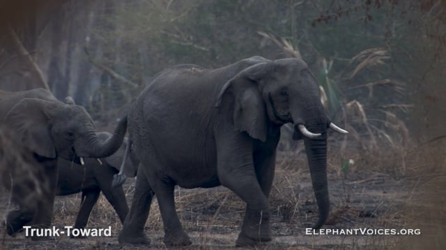Trunk-Toward. Context: Vigilance (4)