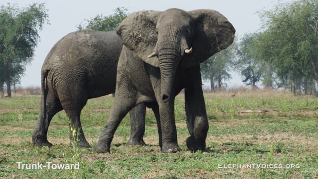 Trunk-Toward. Context: Vigilance (5)