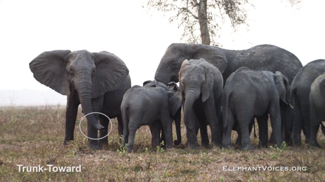 Trunk-Toward. Context: Vigilance (6)