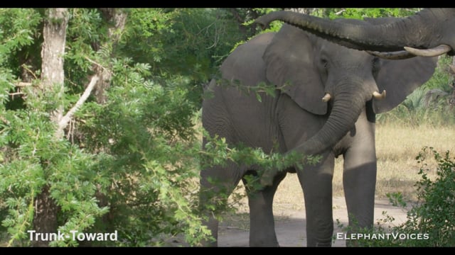 Trunk-Toward. Context: Vigilance (7)