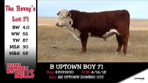 Lot #71 - B UPTOWN BOY 71
