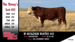 Lot #60 - B GOLDEN RATIO 60