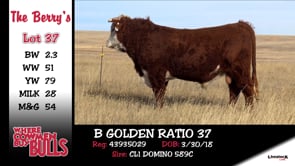 Lot #37 - B GOLDEN RATIO 37