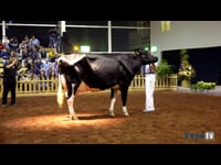 Vaca adulta campeona