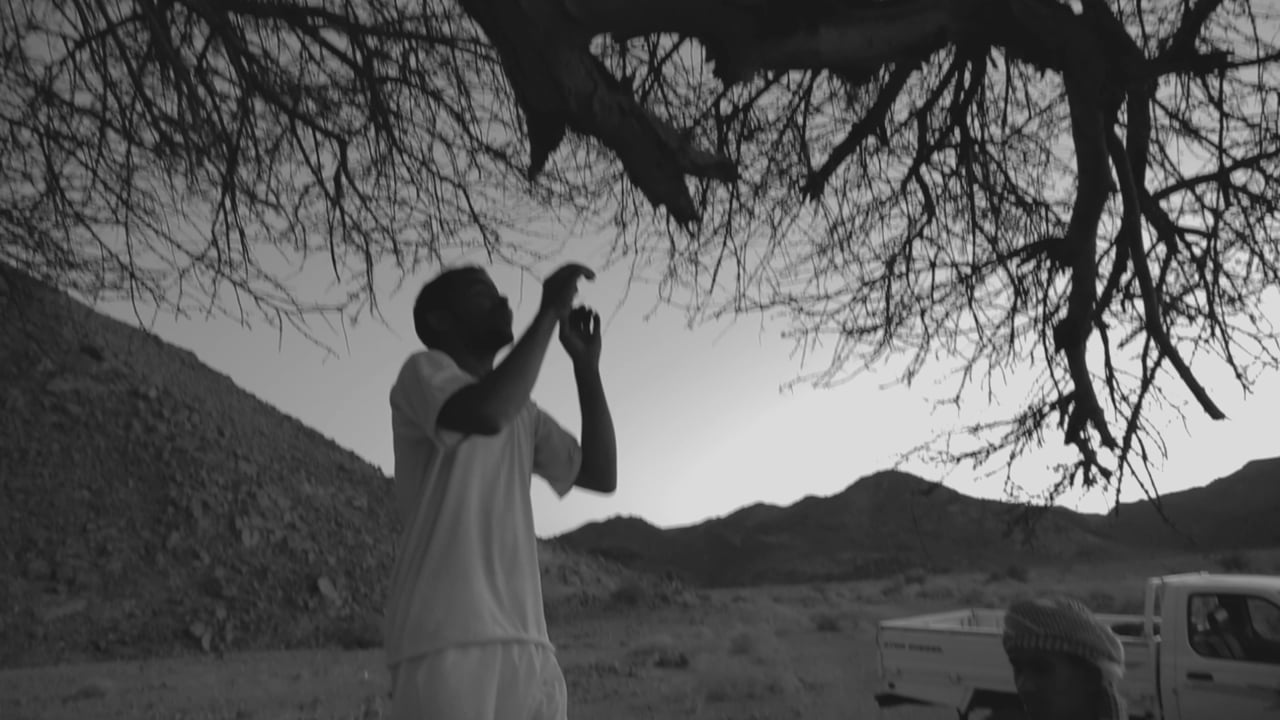 Acacia, a video by Vitor Hugo Costa