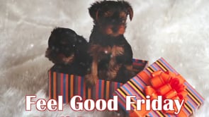 Feel Good Friday - Holiday Edition 2