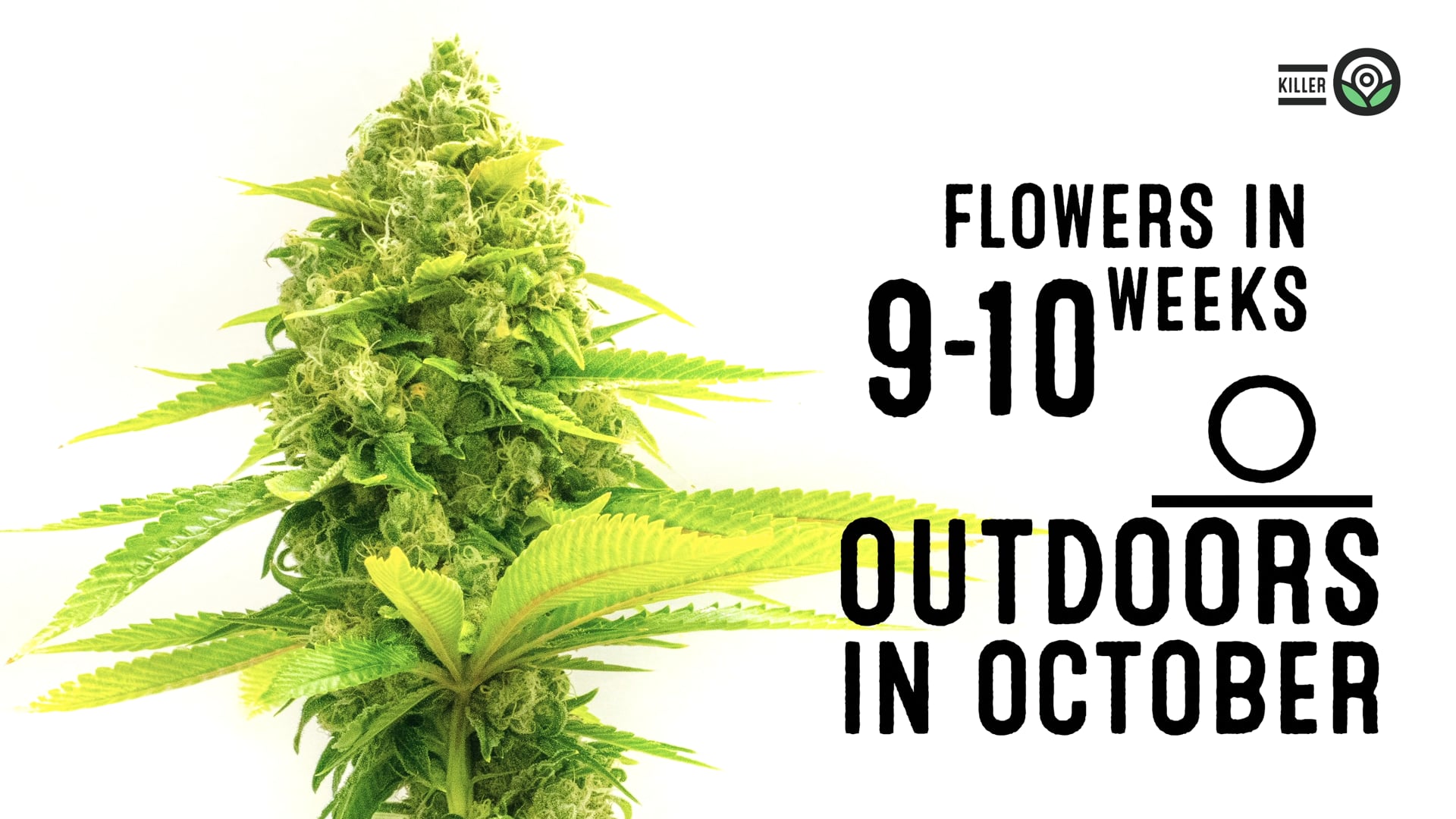 Killer Feminized Cannabis Seeds