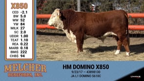 Lot #850 - HM DOMINO X850