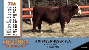 Lot #70A - KM 7485 R 4EVER 70A