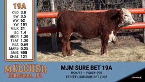 Lot #19A - MJM SURE BET 19A