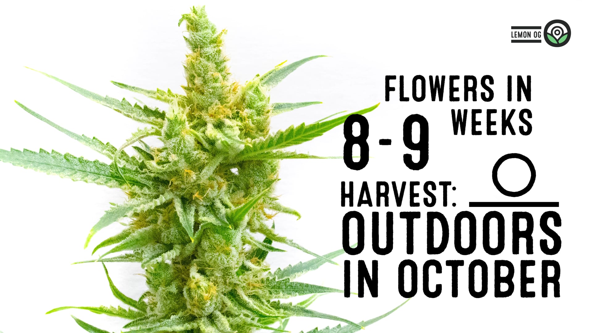 Lemon OG Feminized Cannabis Seeds