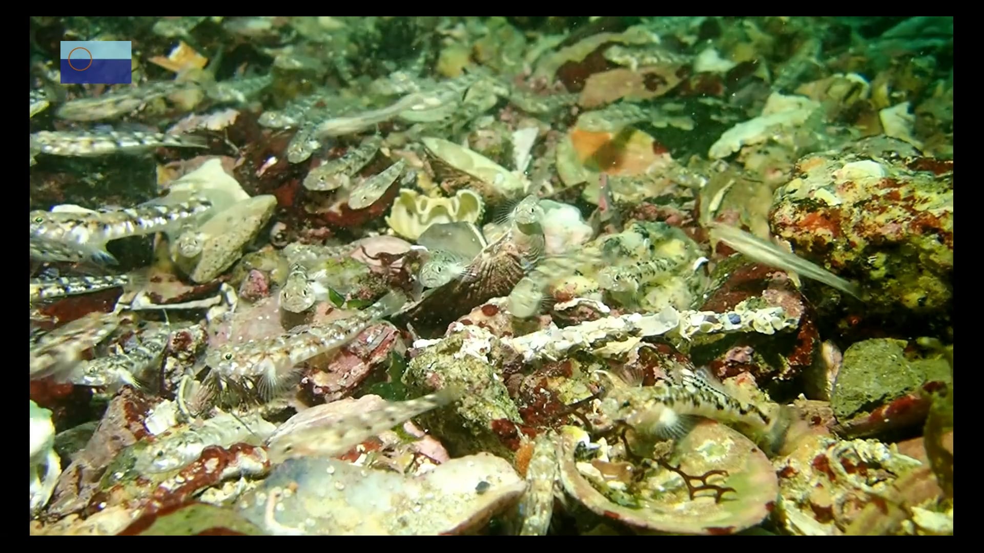 Pictos, esos locos bajitos