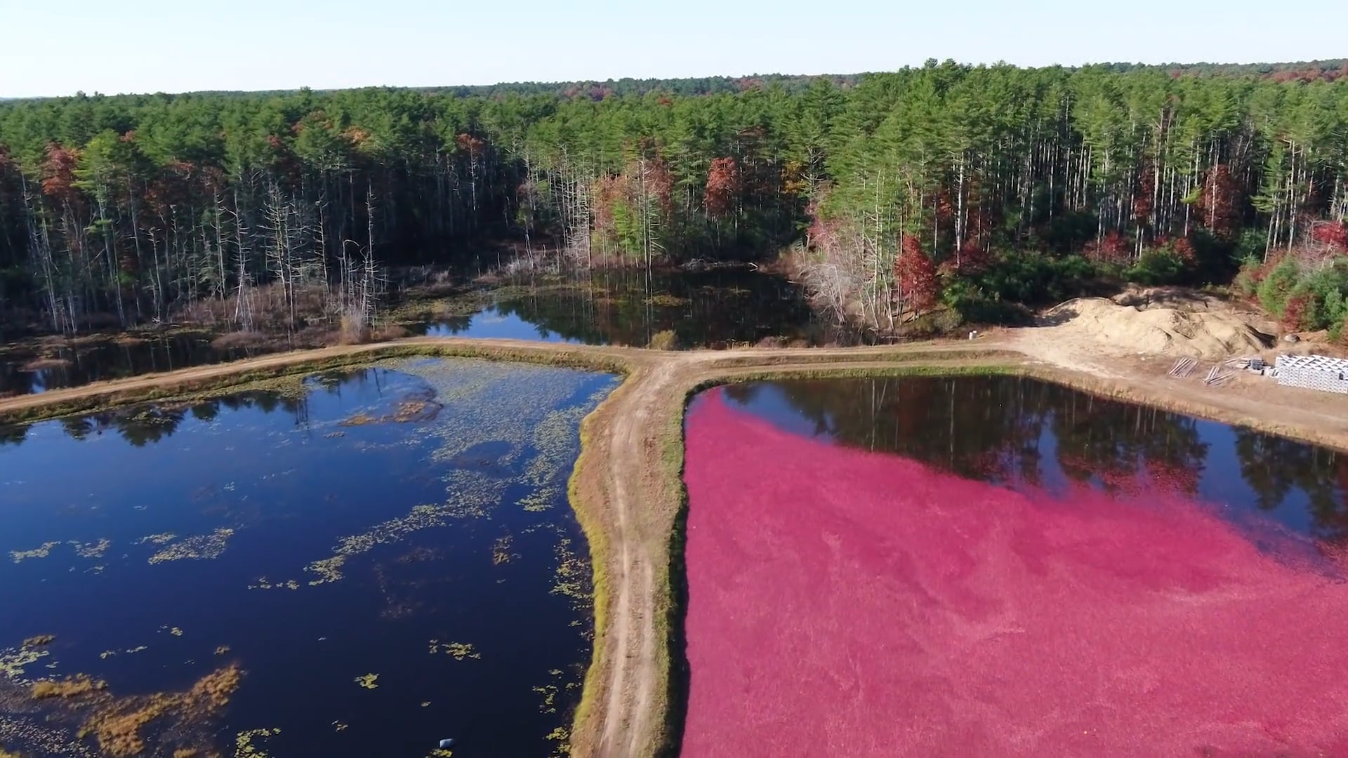 Working Cranberry Bog