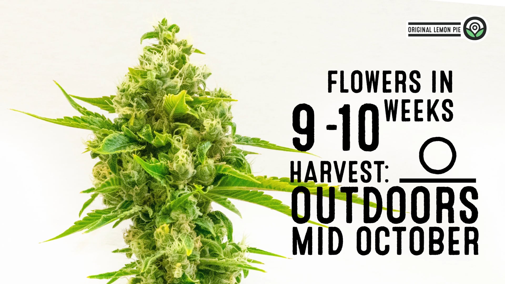 Original Lemon Pie Feminized Cannabis Seeds