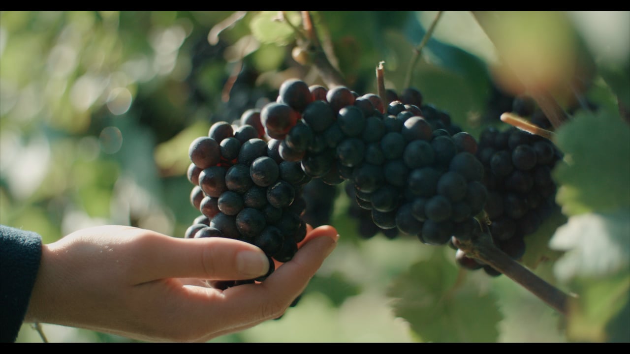 Nyetimber Harvest