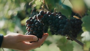 Nyetimber Harvest