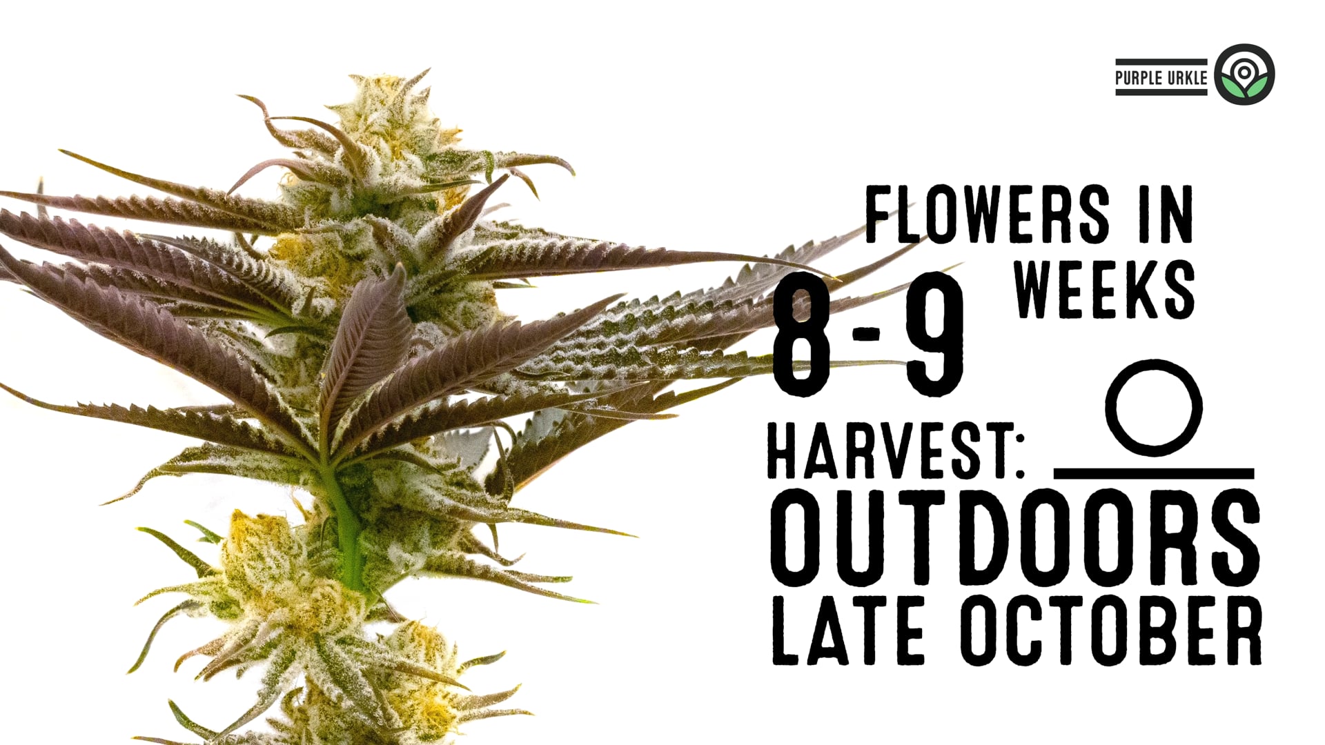 Purple Urkle Feminized Cannabis Seeds