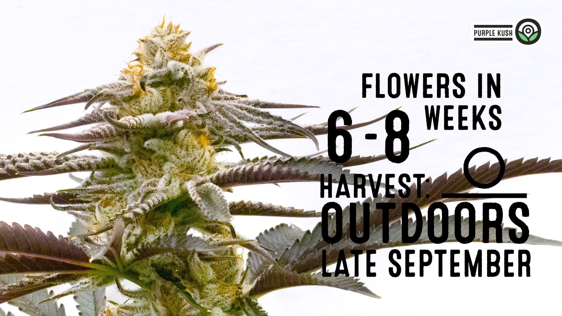 Purple Kush Feminized Cannabis Seeds