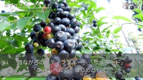 エザワフルーツランドについて　ブルーベリーの品種（ラビットアイ種）｜木更津市のブルーベリー狩り摘み取り体験・ラビットアイ種苗木販売・果実販売・委託加工品販売