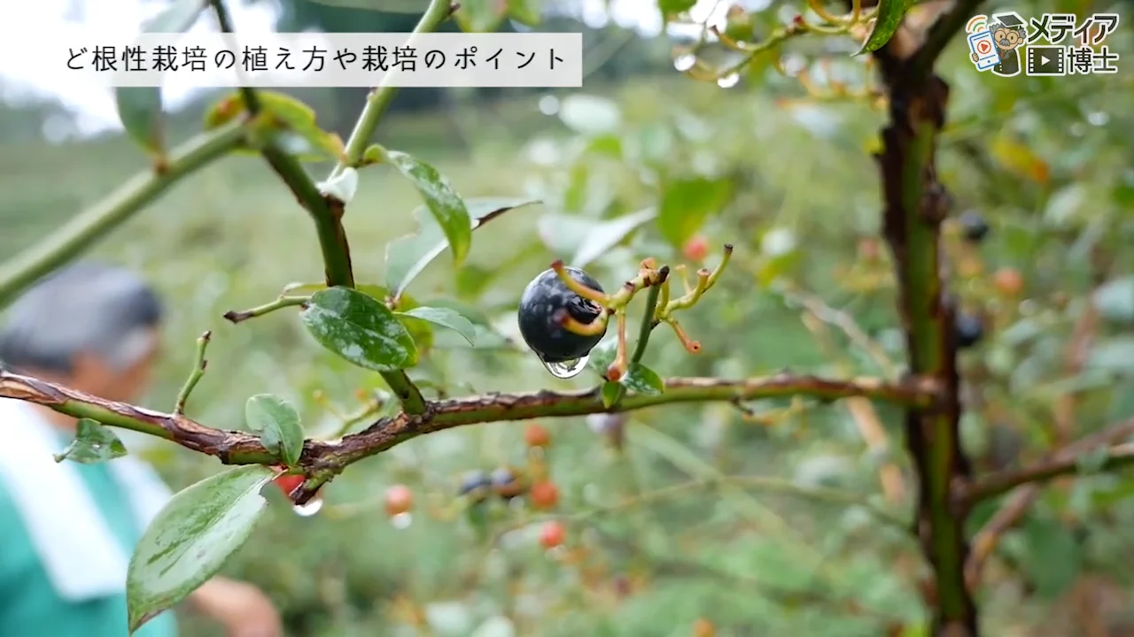 ブルーベリーの森 エザワフルーツランド 完全無農薬ど根性