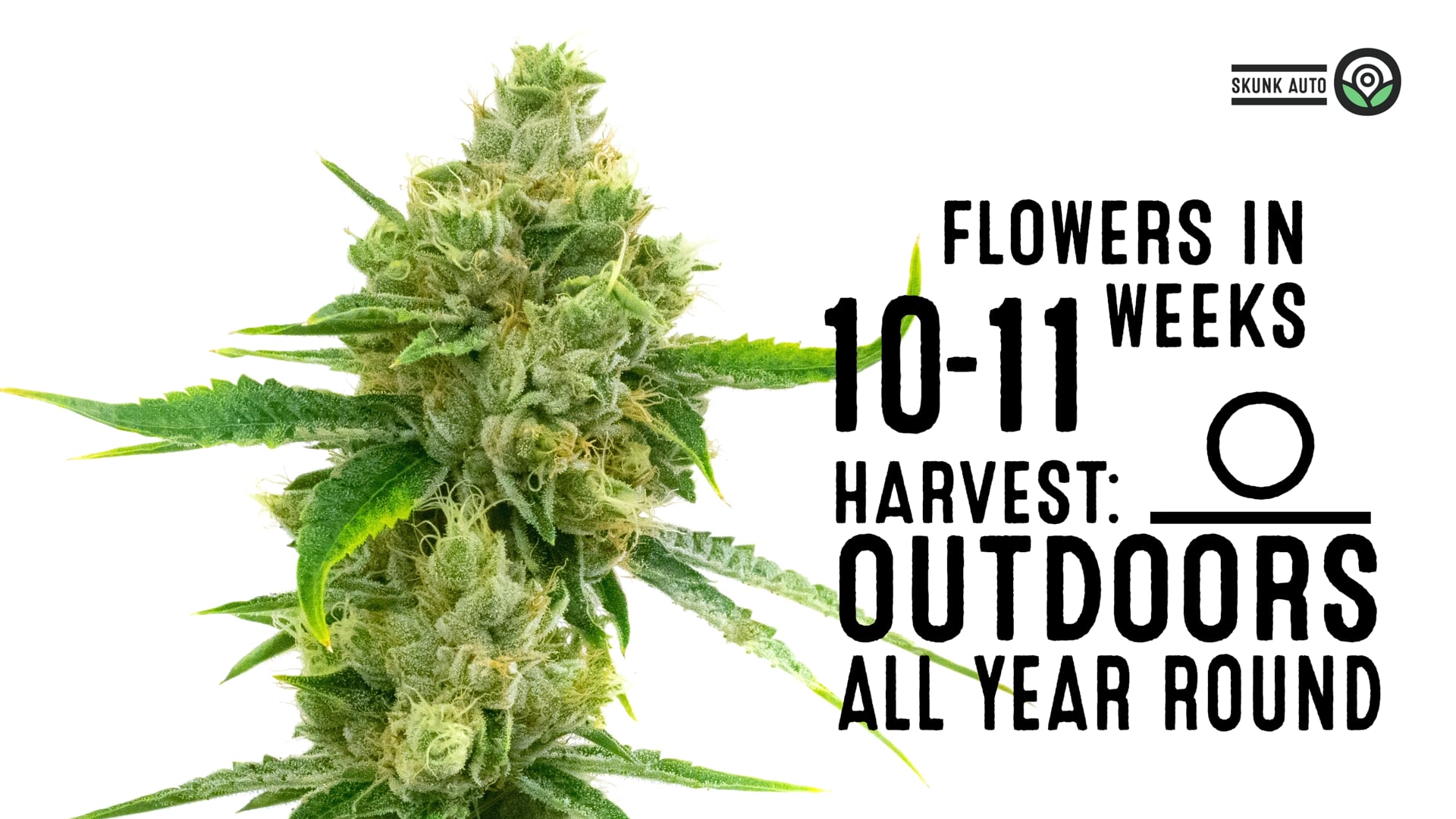 Skunk Autoflower Cannabis Seeds