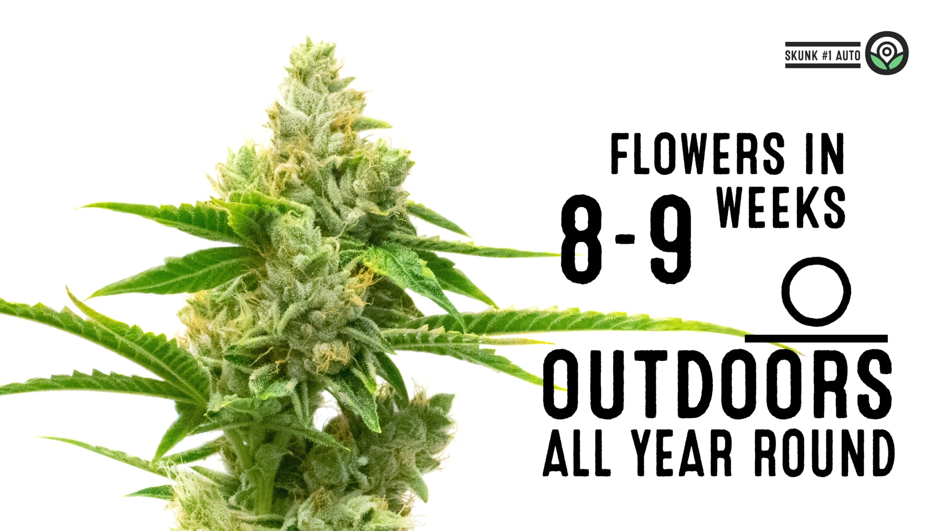 Skunk #1 Autoflower Cannabis Seeds