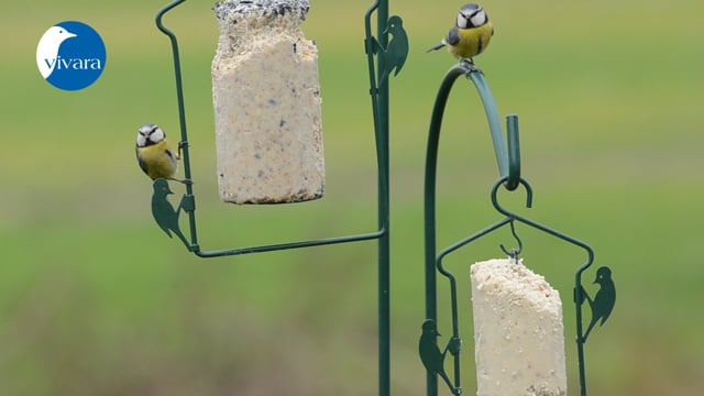 Système de suspension pour cake aux cacahuètes vivara