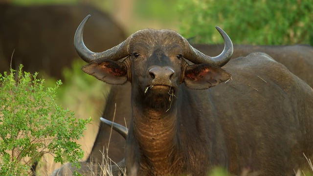 African Wildlife: Buffalos