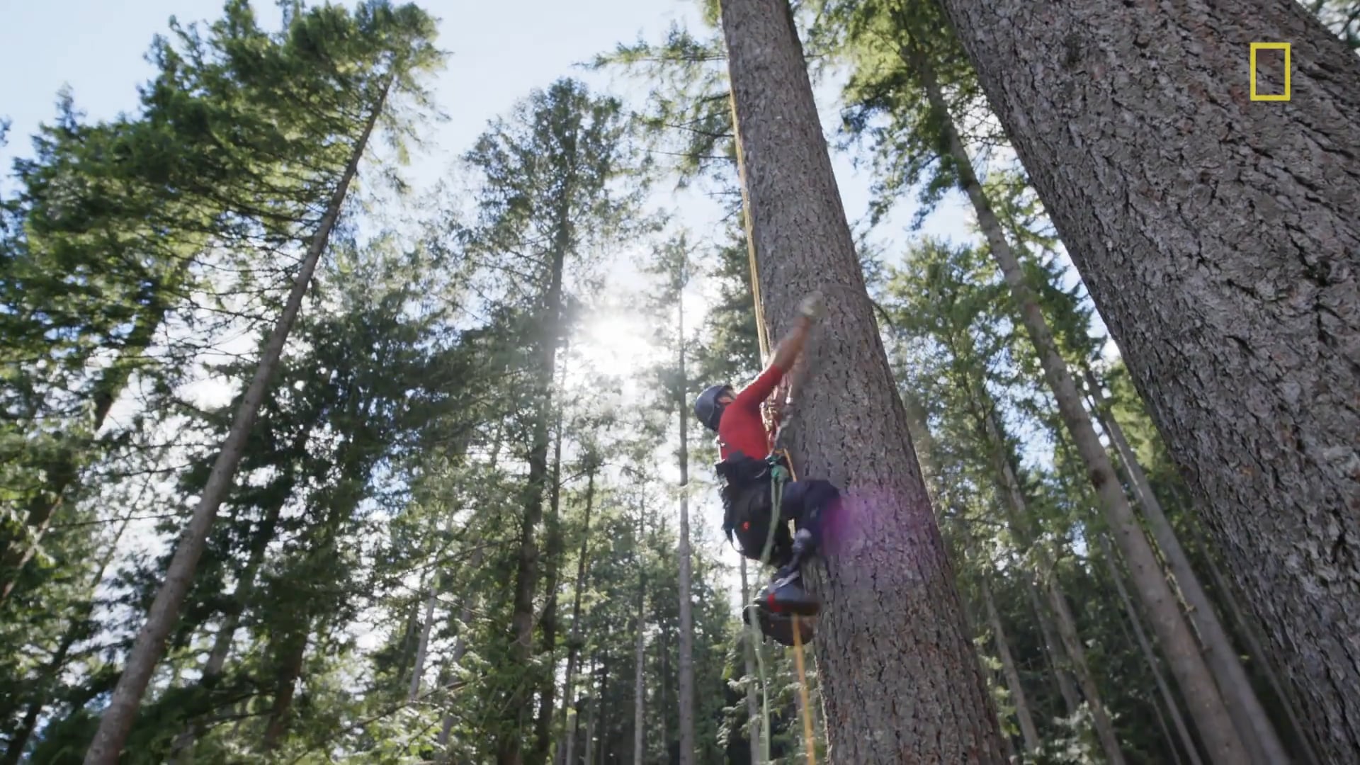 National Geographic | Explorer | TalkingTrees