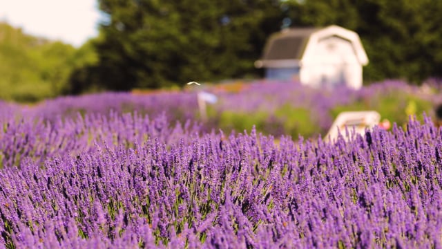 Jardin Du Soleil Lavender Farm, Washington State