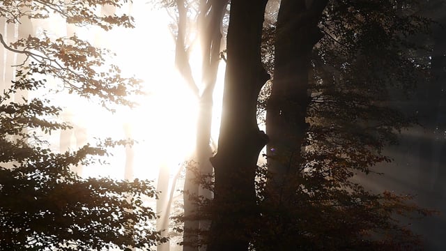 Trees, Light, Forest, Landscape, Nature