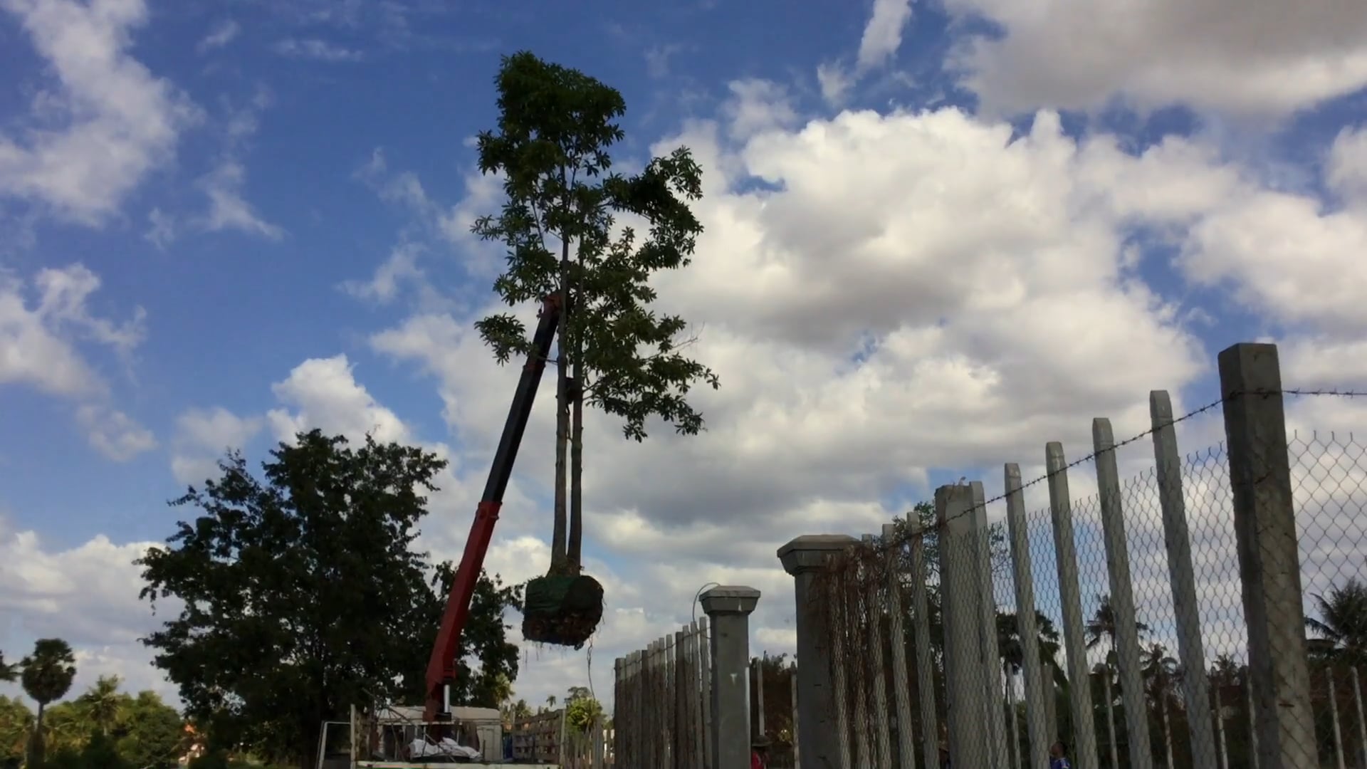 Cannonball Tree