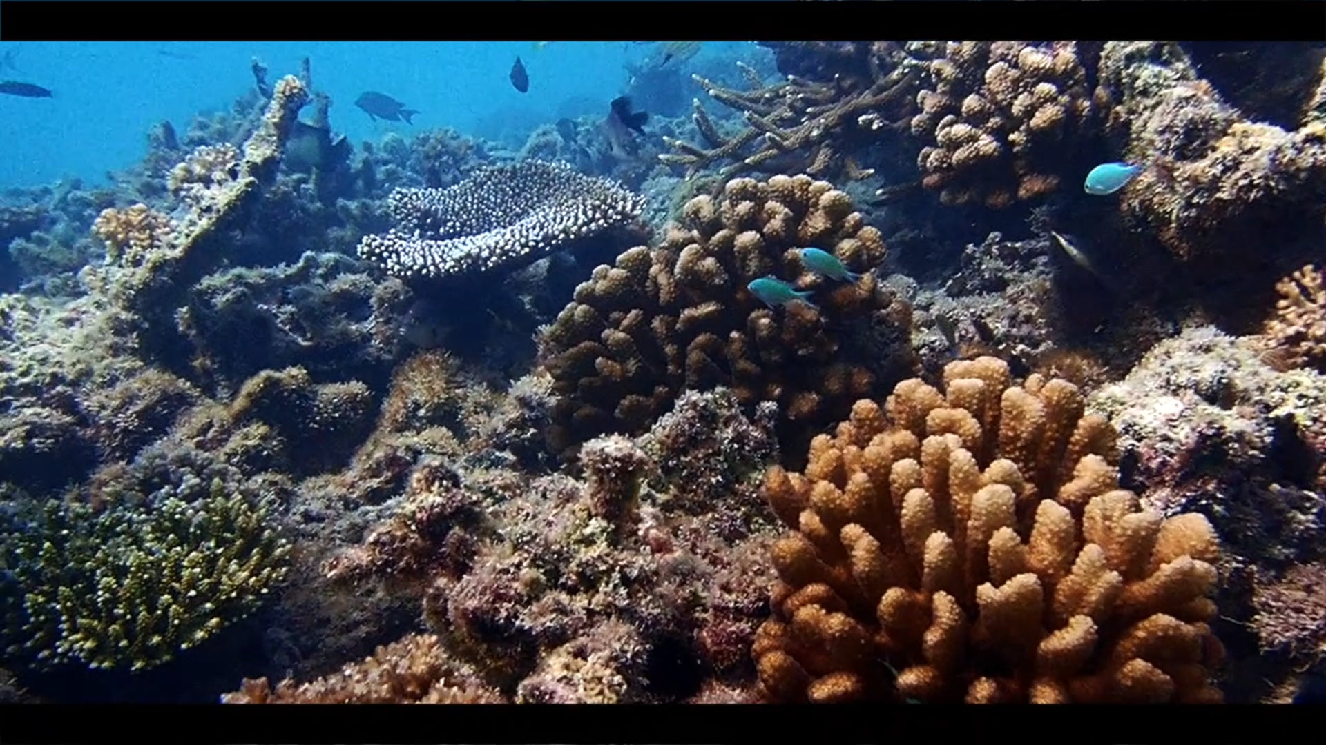 Backreef Snorkel