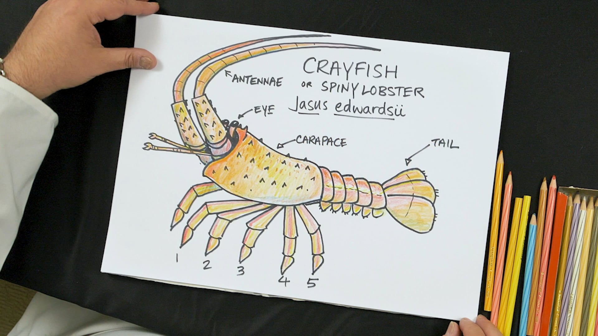 YOE Video Learn to draw Crayfish