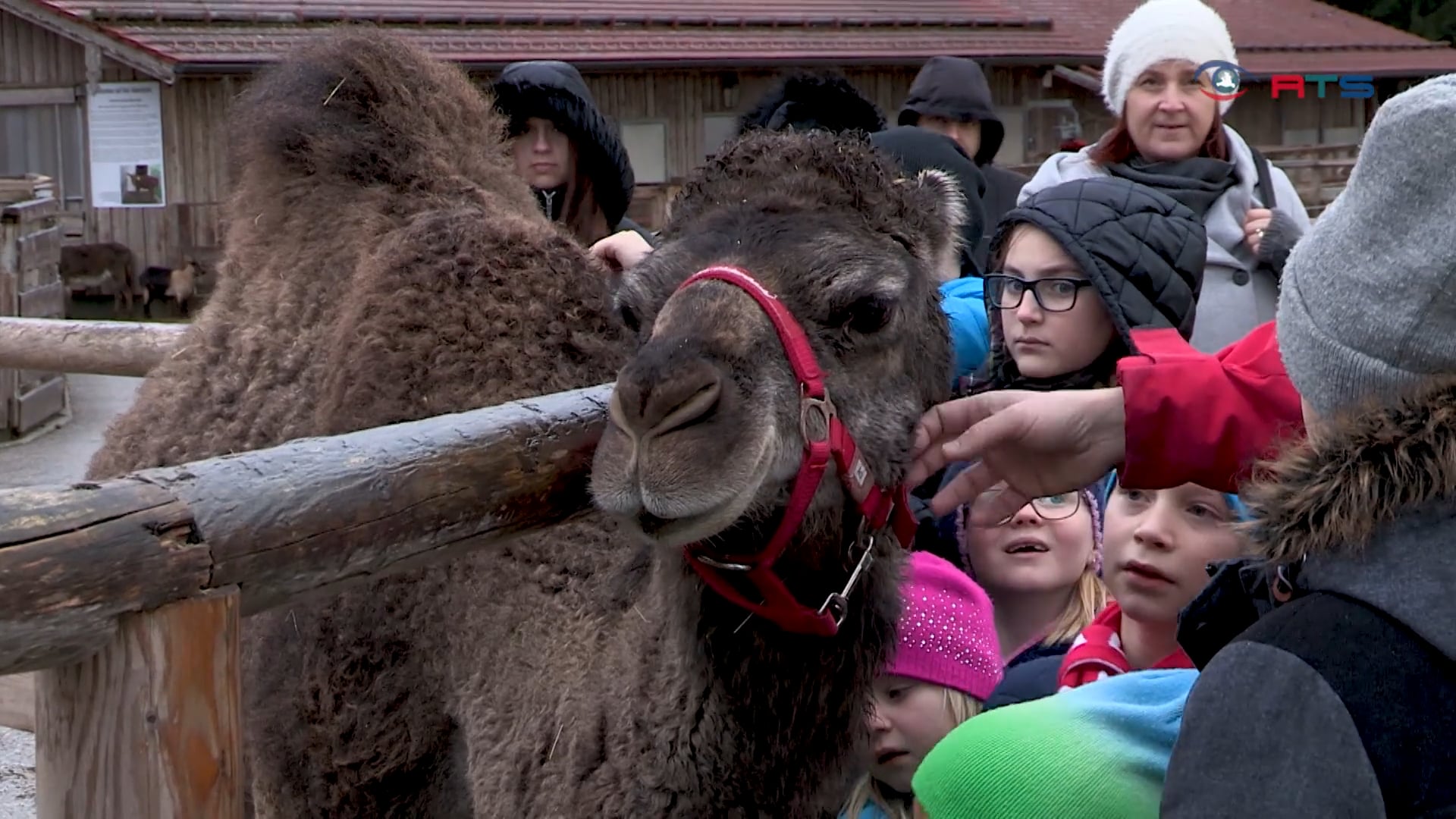 initative-traumhafte-kinderweihnachten-beschert-60-kindern-schoenes-weihnachtsfest-auf-gut-aiderbichl