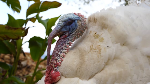 turkey, poultry, food