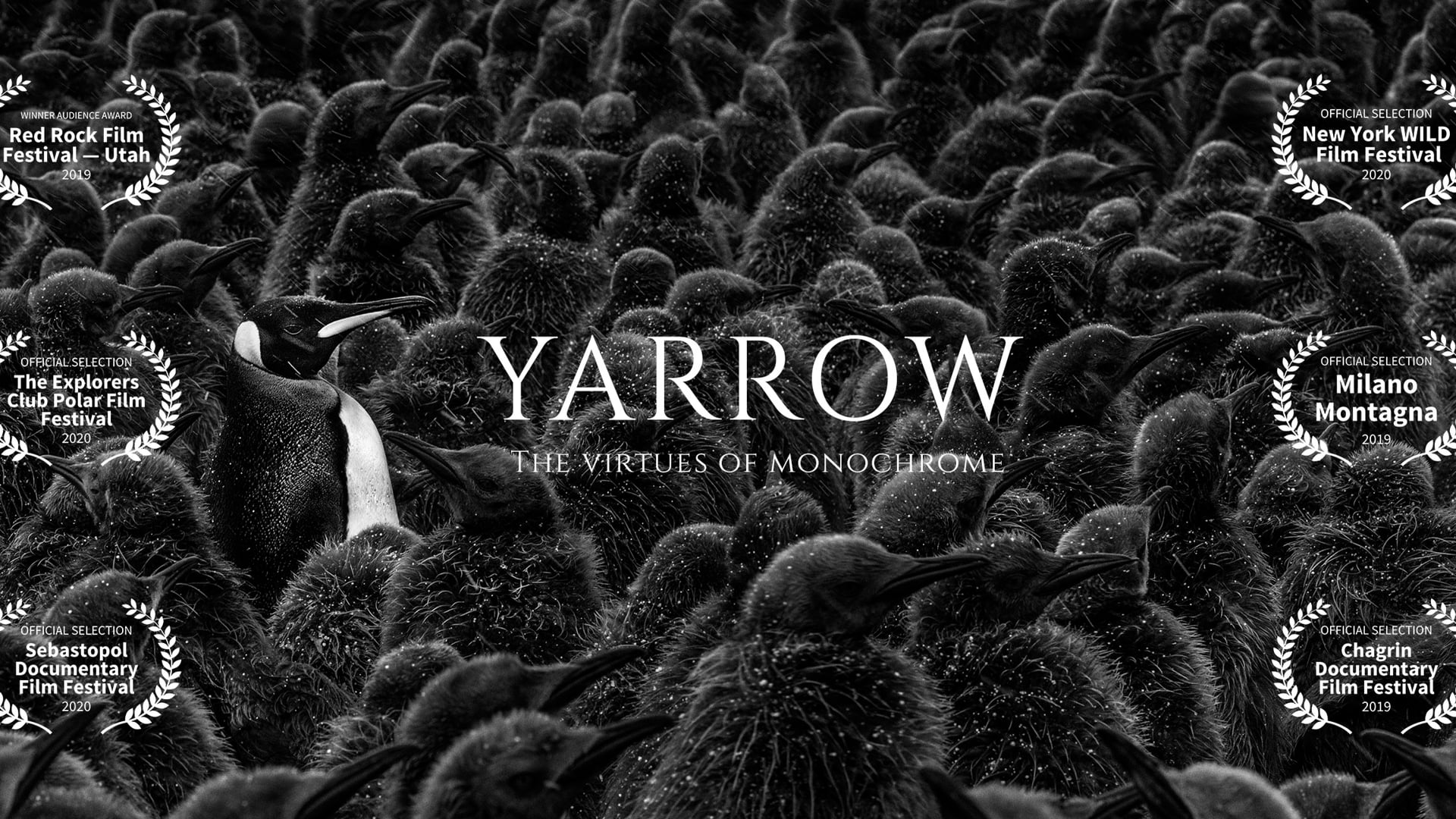 YARROW: The Virtues of Monochrome