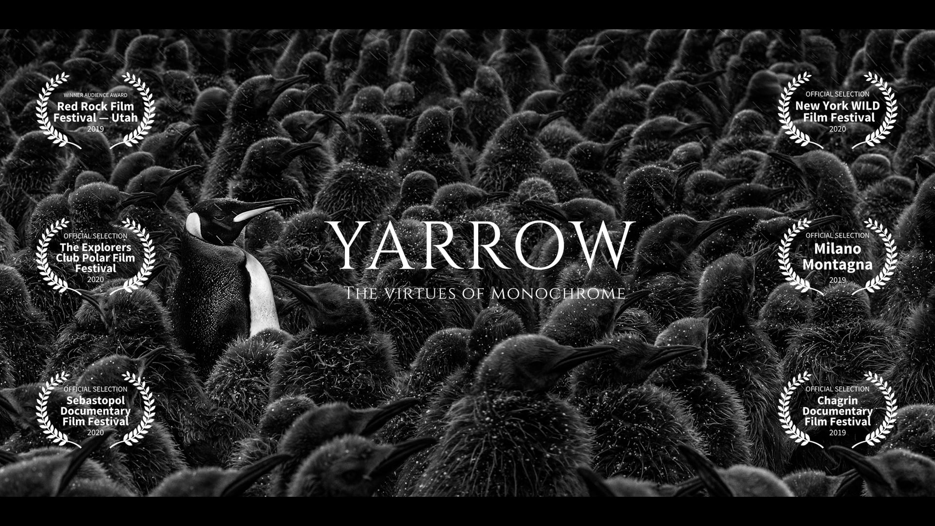YARROW: The Virtues of Monochrome