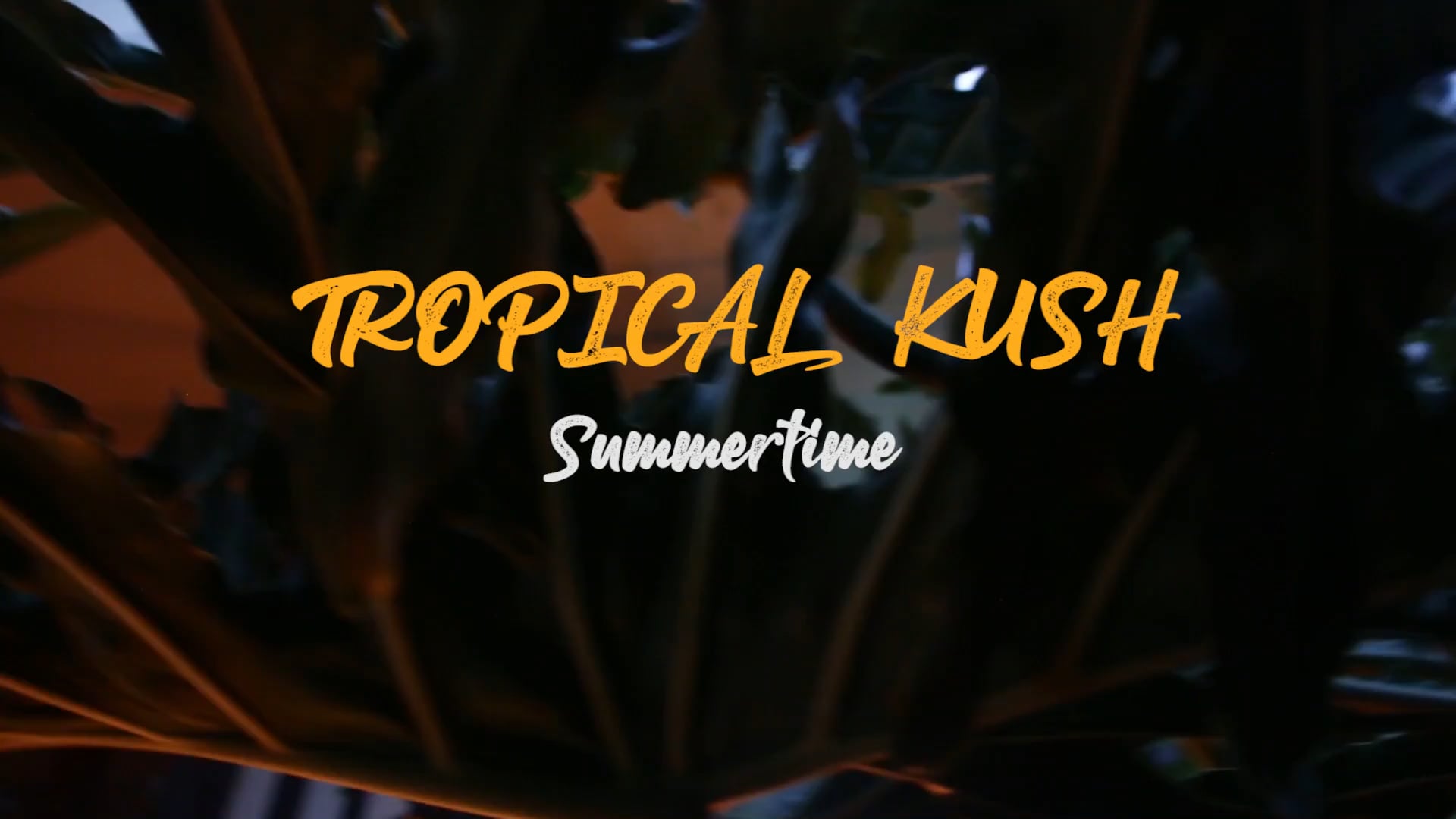 Tropical  Kush - Summertime