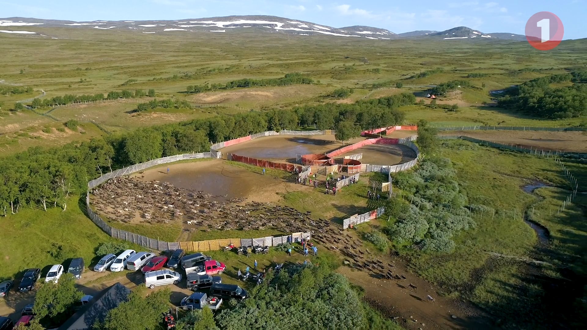 Rørosrein for Sparebanken Midt-Norge